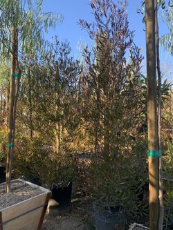 Hopseed Bush , Dodonaea viscosa, Used For Hedge And Privacy 15gal 