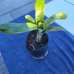 Bromlaid Plant One Gallon Pot 