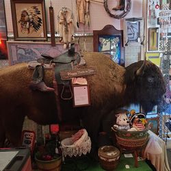 Buffalo Taxidermy