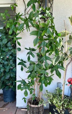 Philodendron Pedatum Florida Green