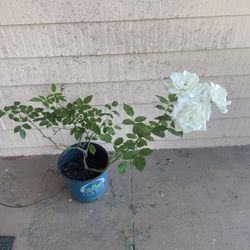 White Rose Plant 