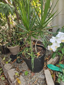 Plant for Outisde Or Inside