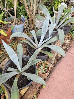Blue Agave