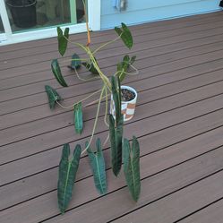 Philodendron Billietiae