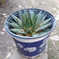 plant with pot 