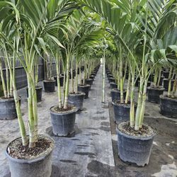 interior crhistmas Palms all sizes available  staring  6 feet  tall and up $75 