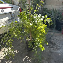 Uña De Gato Da Ruta