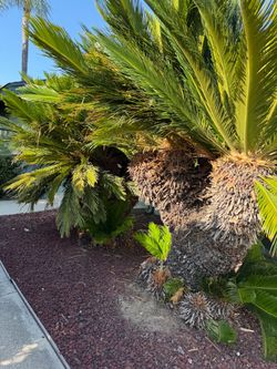 Sago palm trees for sale