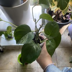 Pothos Plant