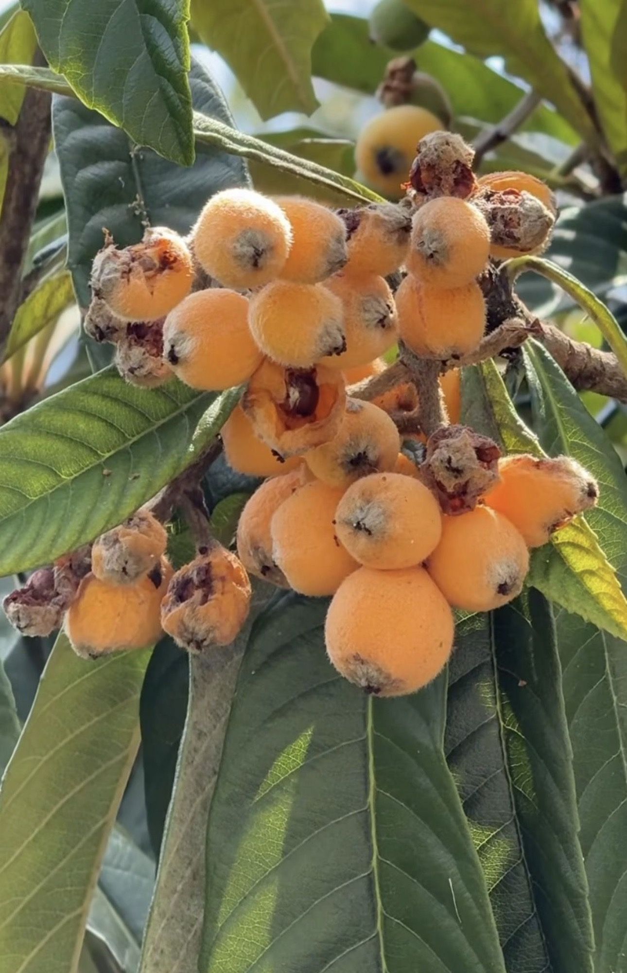 Arbolitos de misperos de 1 y 2 pie de alto a $5 cada uno