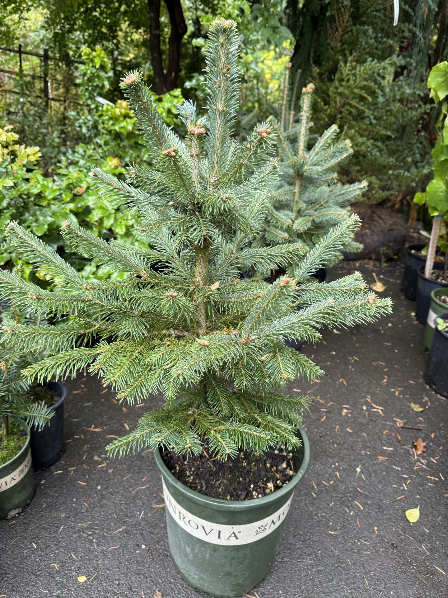 Subalpine Fir Trees—