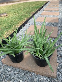 Aloe Vera Plants in Black Pots – Set of 2