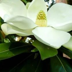 White   Magnolia   Tree