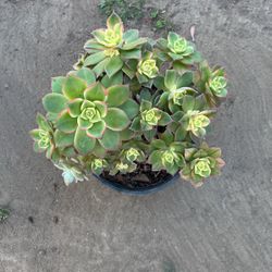 Garden Plants