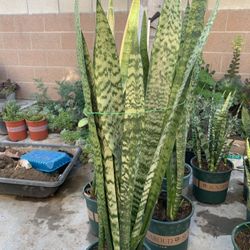Snake Plants 🪴 
