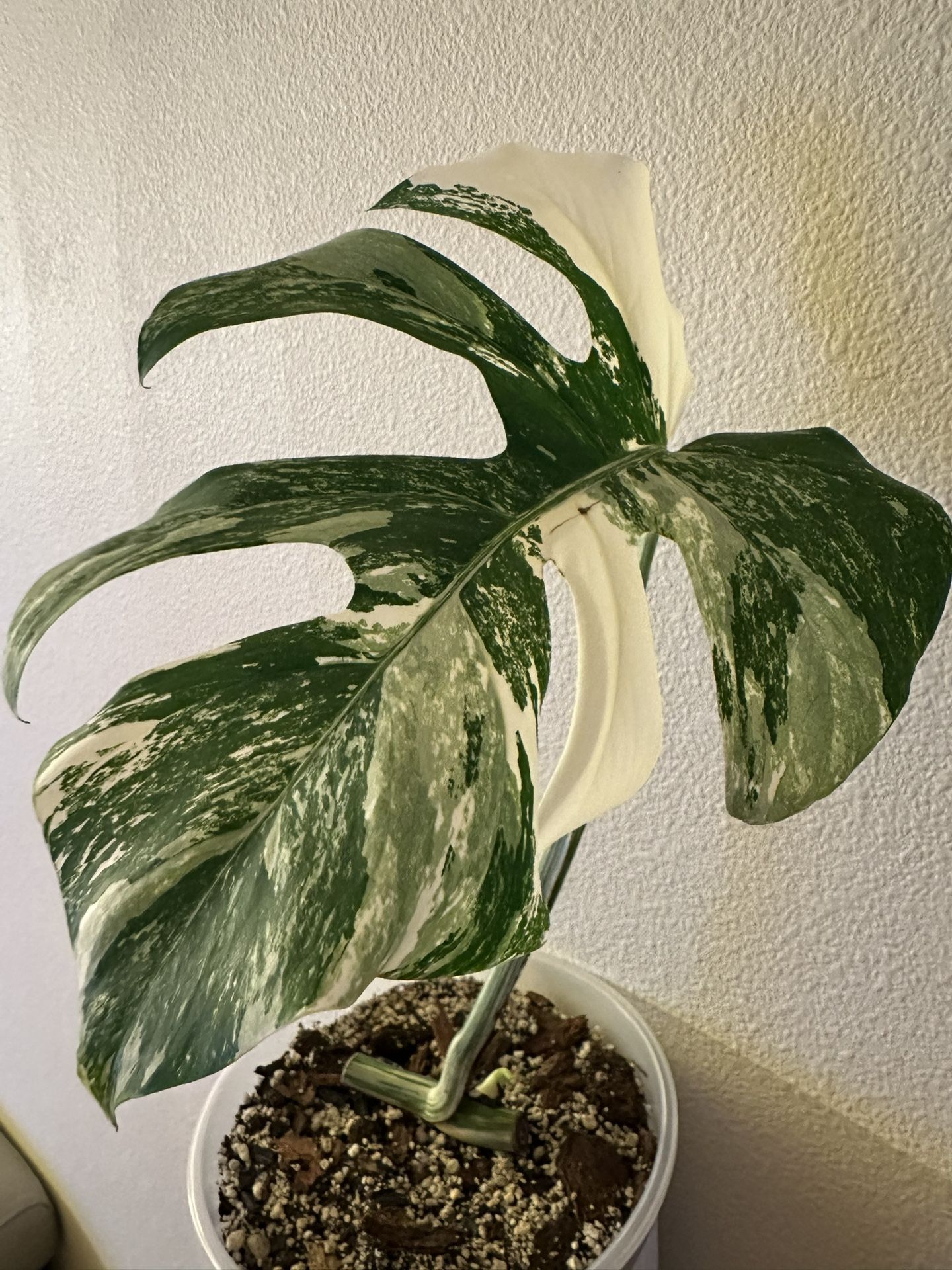 Monstera Albo Cutting | Rooted | Nice Variegation | Rare Plants M1