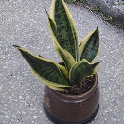 Snake Plants 