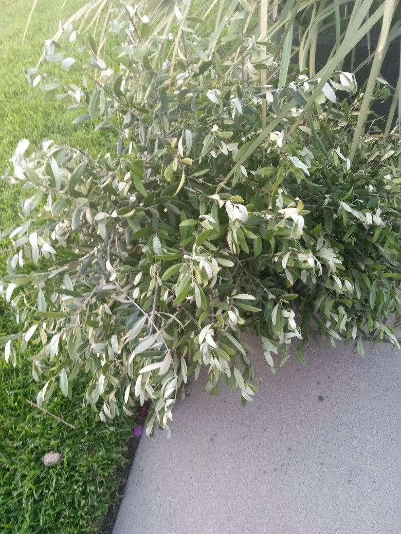 Bush de picual