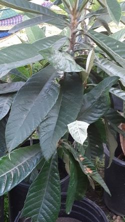Organic Loquat Trees