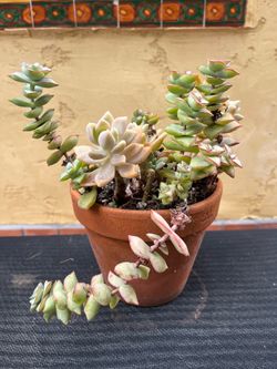 Beautiful established succulent mix in terra cotta pot