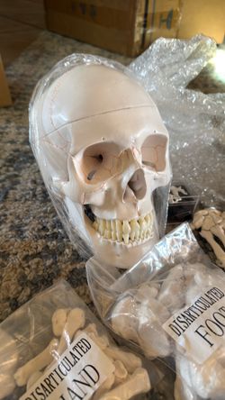 Model of Human Skeleton (resin)