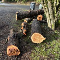 Fresh Dropped cedar Tree Logs