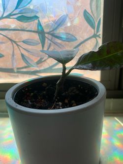Free with purchase of another plant