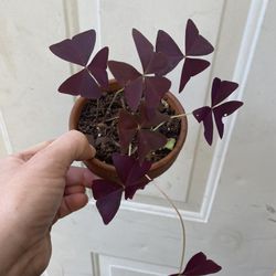 Purple Shamrock Plants. 