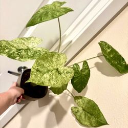 Variegated Alocasia Odora Batik