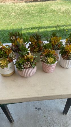 Succulents arrangements
