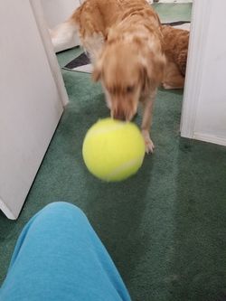 Giant tennis balls great for pets n kids
