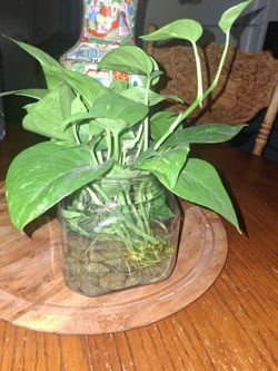 Pothos