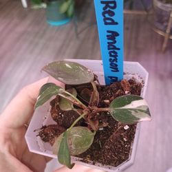 Philodendron Red Anderson 