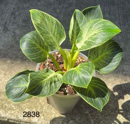 Philodendron 'Birkin' – Highly Variegated, Established Plant