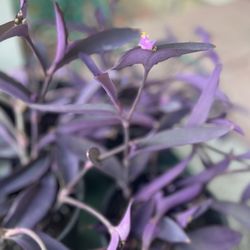 Purple Heart Plant 