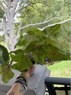 Live plant caladium root balls