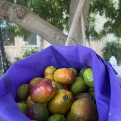 Ciruelas, Jocotes