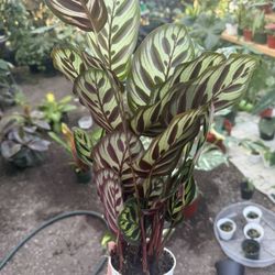 Calathea Makoyana