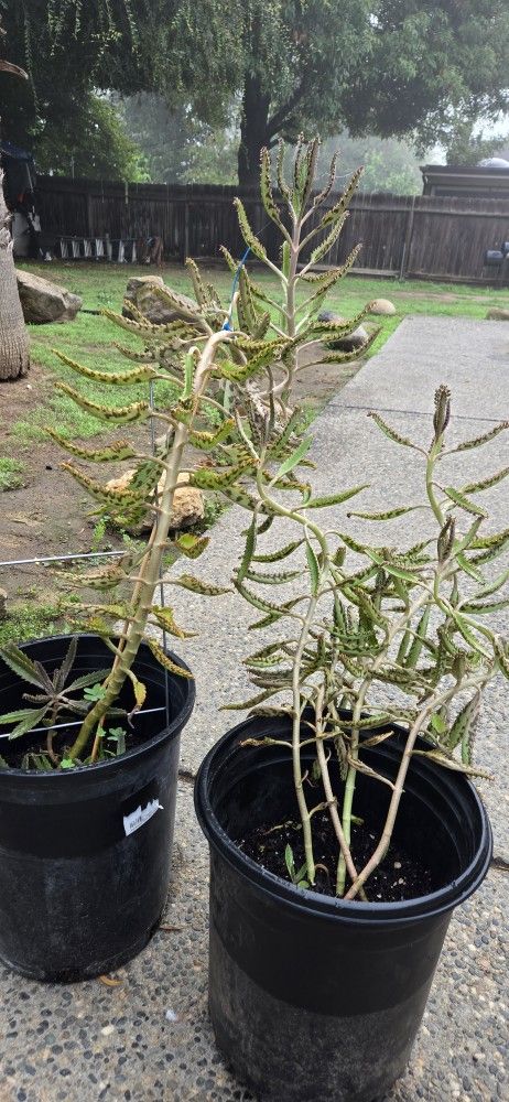 Mother Of Thousands 5 Gal.