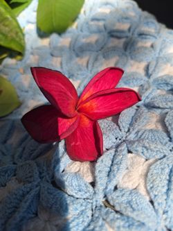 Plumeria Cutting different prices depending the size..maroon is planted with roots $60