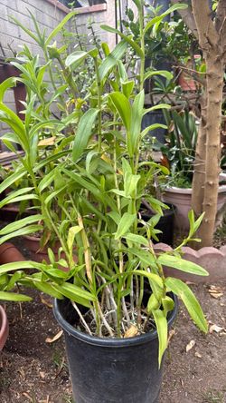 Plant