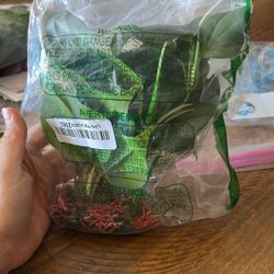 Fish tank Plant