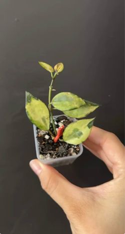 Hoya lacunosa Asami inner variegated