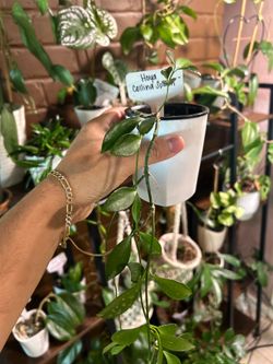 Hoya Collina Splash