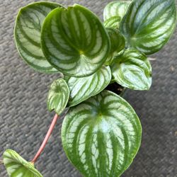 Watermelon Peperomia . 2 Plants In The Pot
