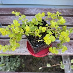 creeping Jeanie Perennial Plants