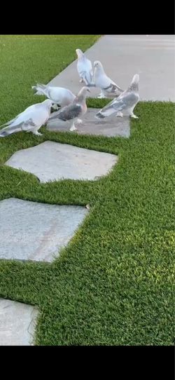 Beautiful parakeets