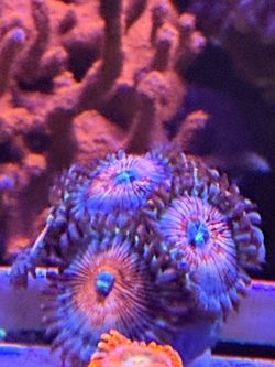 Fake coral