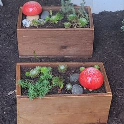 Matching Handmade Cedar Planters With Succulents And Ceramic Mushrooms 