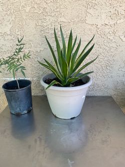 Caribbean agave